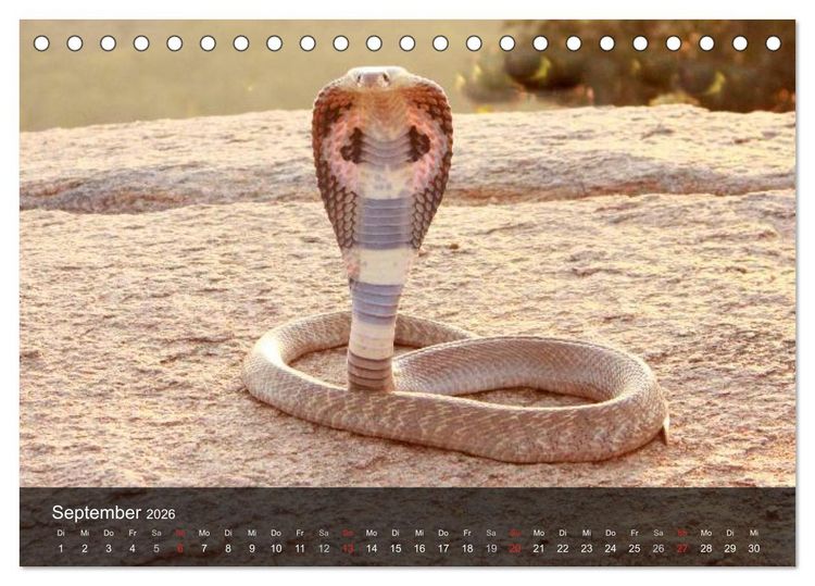 Produktbild: Giftschlangen (Tischkalender 2026 DIN A5 quer), CALVENDO Monatskalender