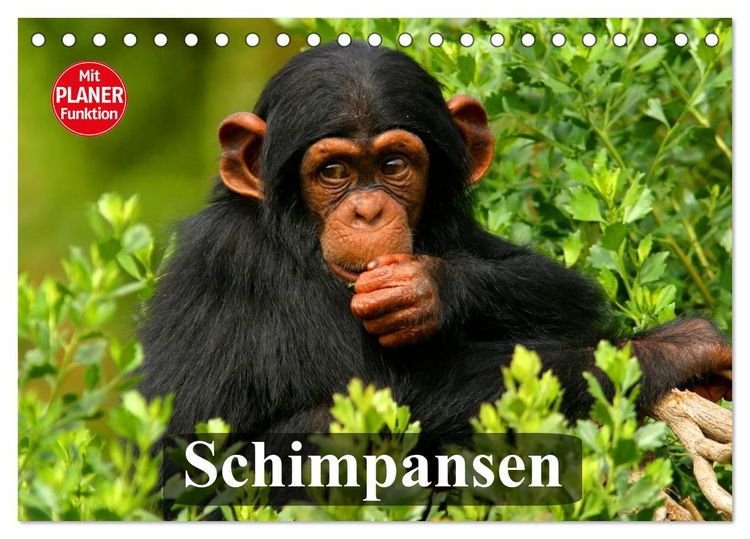 Produktbild: Schimpansen (Tischkalender 2026 DIN A5 quer), CALVENDO Monatskalender