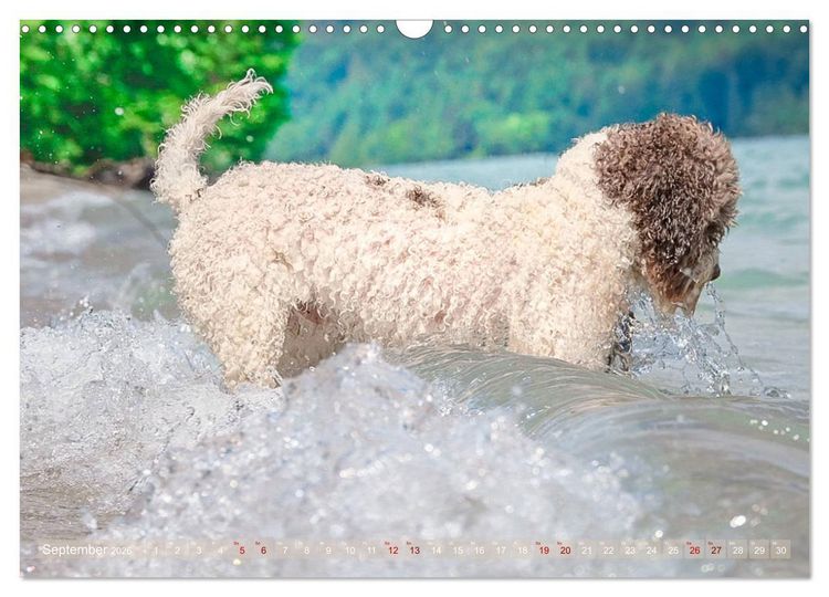 Produktbild: Lagotto Romagnolo - Wasserspiele (Wandkalender 2026 DIN A3 quer), CALVENDO Monatskalender