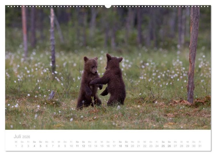 Produktbild: Braunb&auml;ren - pelzige Riesen in Finnlands W&auml;ldern (hochwertiger Premium Wandkalender 2026 DIN A2 quer), Kunstdruck in Hochglanz