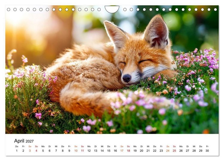 Produktbild: F&uuml;chse - Wanderer durch Moos und Farn (Wandkalender 2027 DIN A4 quer), CALVENDO Monatskalender