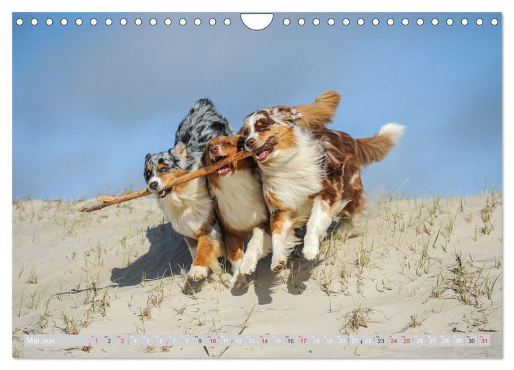 Produktbild: Australian Shepherd 2026 (Wandkalender 2026 DIN A4 quer), CALVENDO Monatskalender