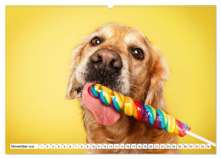 Produktbild: Hunde im Naschparadies (hochwertiger Premium Wandkalender 2026 DIN A2 quer), Kunstdruck in Hochglanz