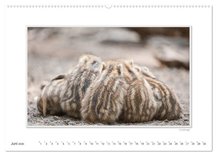 Produktbild: Emotionale Momente: Das Wildschwein. (Wandkalender 2026 DIN A2 quer), CALVENDO Monatskalender