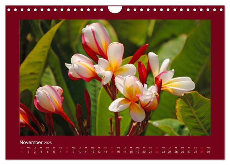 Produktbild: Aloha Bl&uuml;tenzauber aus Hawaii (Wandkalender 2026 DIN A4 quer), CALVENDO Monatskalender