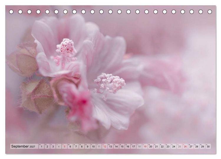 Produktbild: Farbenfroher Bl&uuml;tentraum (Tischkalender 2027 DIN A5 quer), CALVENDO Monatskalender