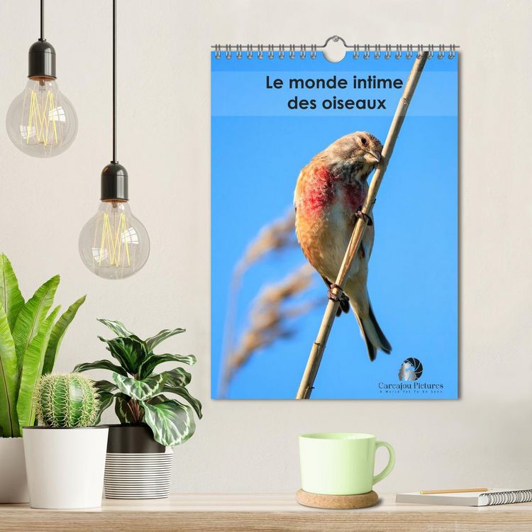 Produktbild: Le monde intime des oiseaux (Calendrier mural 2026 DIN A4 horizontal), CALVENDO calendrier mensuel