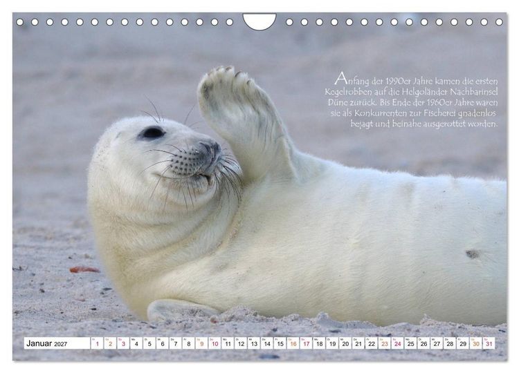 Produktbild: Kegelrobben auf der Insel D&uuml;ne (Wandkalender 2027 DIN A4 quer), CALVENDO Monatskalender