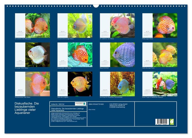 Produktbild: Diskusfische. Die bezaubernden Lieblinge vieler Aquarianer (Wandkalender 2026 DIN A2 quer), CALVENDO Monatskalender