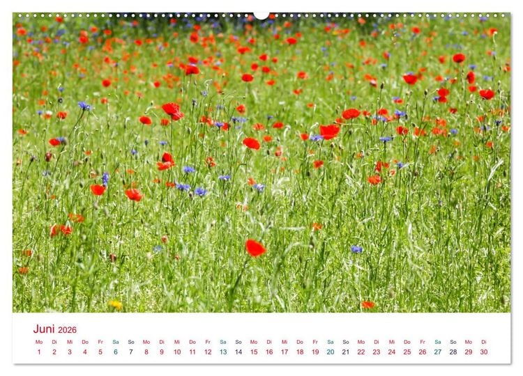 Produktbild: Mohnblumen (hochwertiger Premium Wandkalender 2026 DIN A2 quer), Kunstdruck in Hochglanz