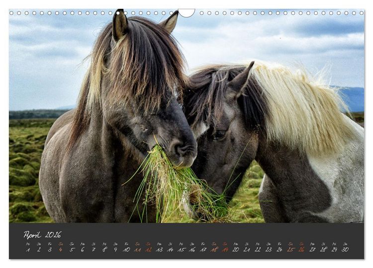 Produktbild: Islandpferde im Isi-Land (Wandkalender 2026 DIN A3 quer), CALVENDO Monatskalender