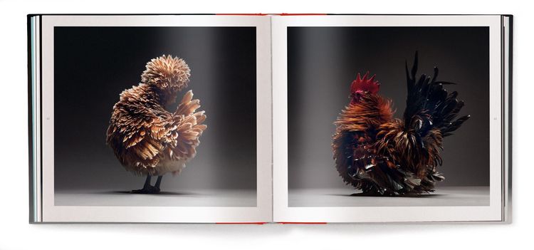 Produktbild: Chicken