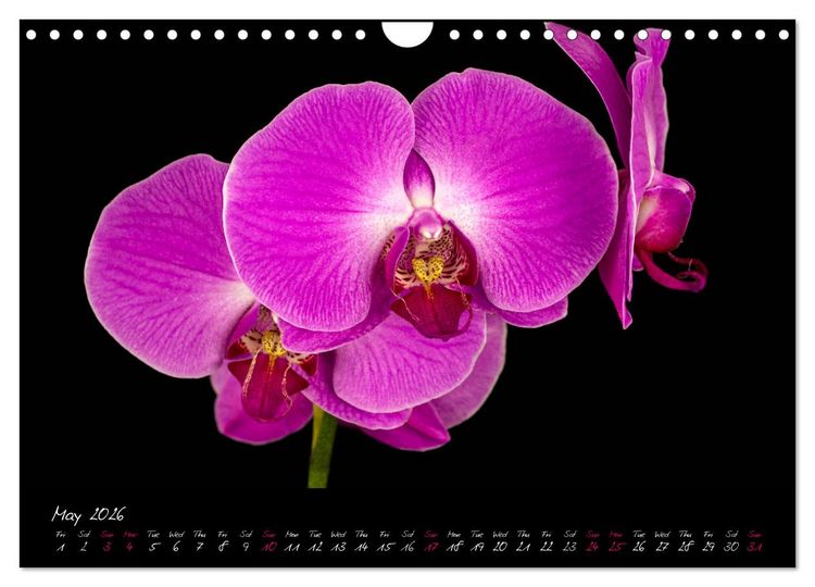 Produktbild: Orchids (Wall Calendar 2026 DIN A4 landscape), CALVENDO 12 Month Wall Calendar