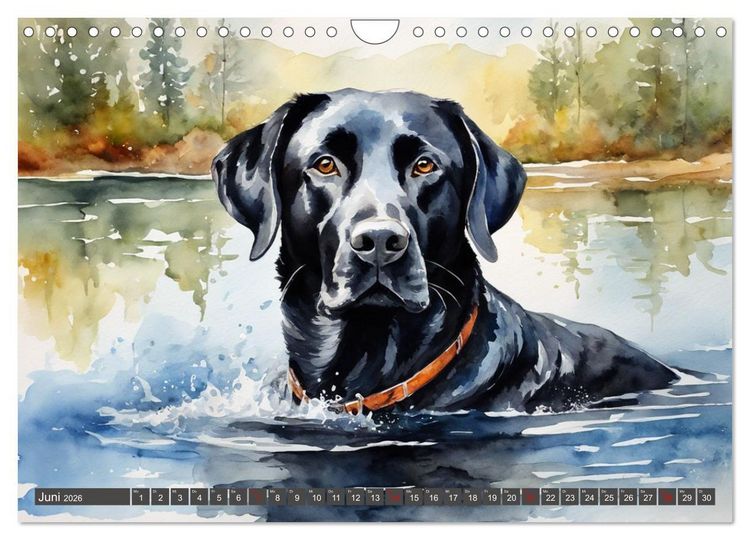 Produktbild: Voller Kraft und Energie - Labrador-Retriever (Wandkalender 2026 DIN A4 quer), CALVENDO Monatskalender