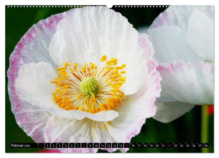 Produktbild: Mohnbl&uuml;ten-Portr&auml;ts (Wandkalender 2026 DIN A2 quer), CALVENDO Monatskalender