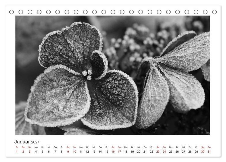 Produktbild: Die grafische Sch&ouml;nheit der Pflanzen &ndash; Schwarz-Wei&szlig; (Tischkalender 2027 DIN A5 quer), CALVENDO Monatskalender
