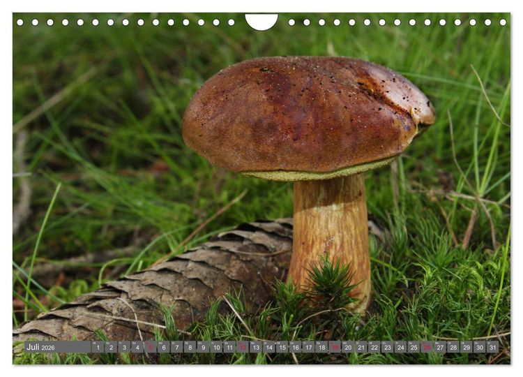 Produktbild: PILZE IM WALD (Wandkalender 2026 DIN A4 quer), CALVENDO Monatskalender
