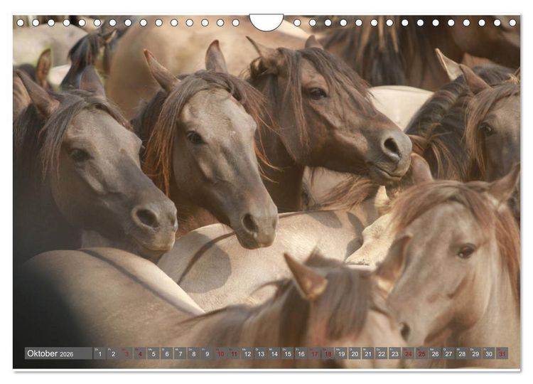 Produktbild: D&uuml;lmener Wildpferde - Wildpferde im Meerfelder Bruch (Wandkalender 2026 DIN A4 quer), CALVENDO Monatskalender