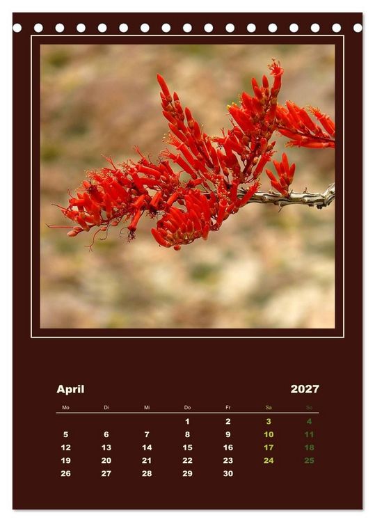 Produktbild: Wilde Kakteen Amerikas (Tischkalender 2027 DIN A5 hoch), CALVENDO Monatskalender