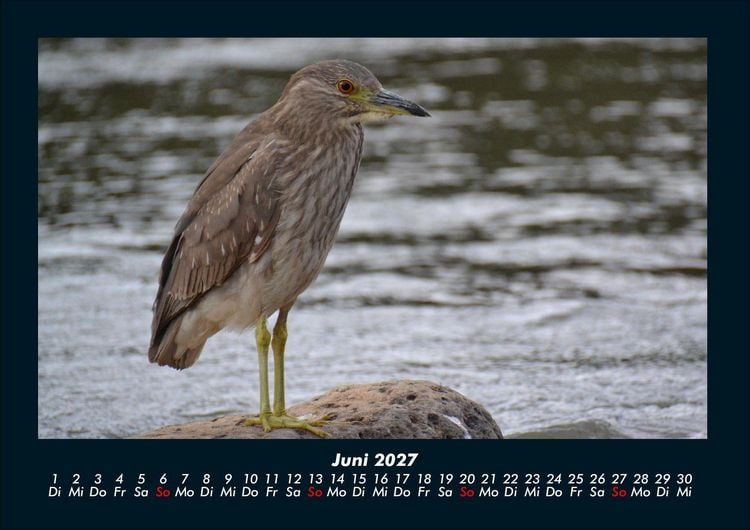 Produktbild: Welt der V&ouml;gel 2027 Fotokalender DIN A4