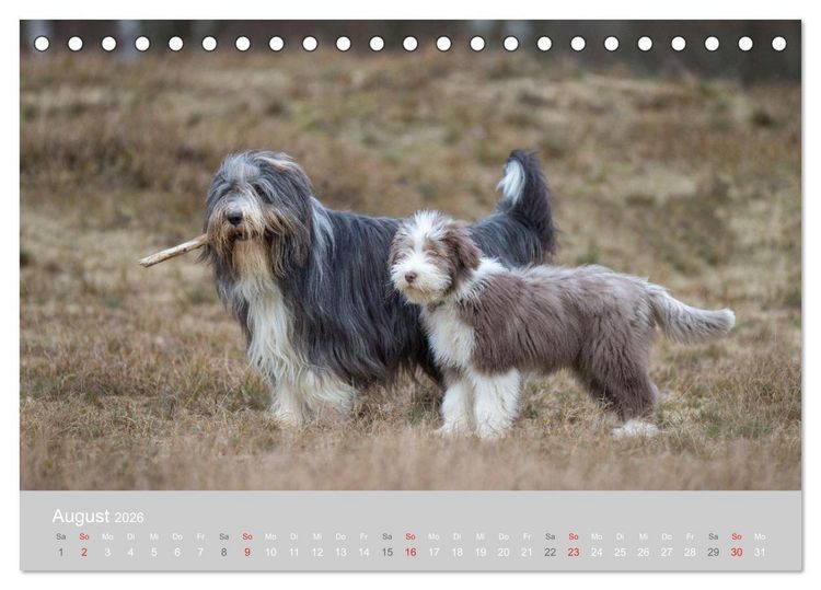 Produktbild: BEARDED COLLIES 2026 (Tischkalender 2026 DIN A5 quer), CALVENDO Monatskalender