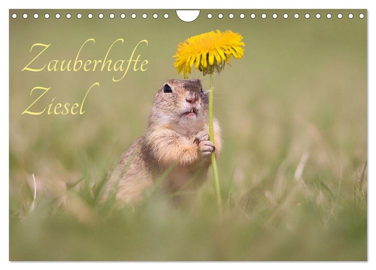 Produktbild: Zauberhafte Ziesel (Wandkalender 2026 DIN A4 quer), CALVENDO Monatskalender