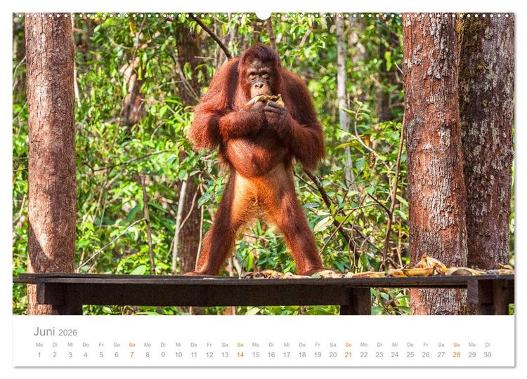Produktbild: Orang-Utans Menschenaffen auf Borneo (hochwertiger Premium Wandkalender 2026 DIN A2 quer), Kunstdruck in Hochglanz