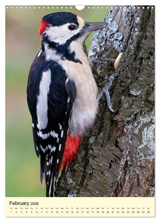 Produktbild: Shy forest birds (Wall Calendar 2026 DIN A3 portrait), CALVENDO 12 Month Wall Calendar