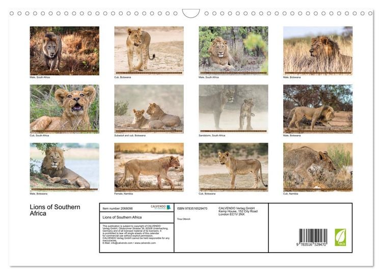 Produktbild: Lions of Southern Africa (Wall Calendar 2026 DIN A3 landscape), CALVENDO 12 Month Wall Calendar