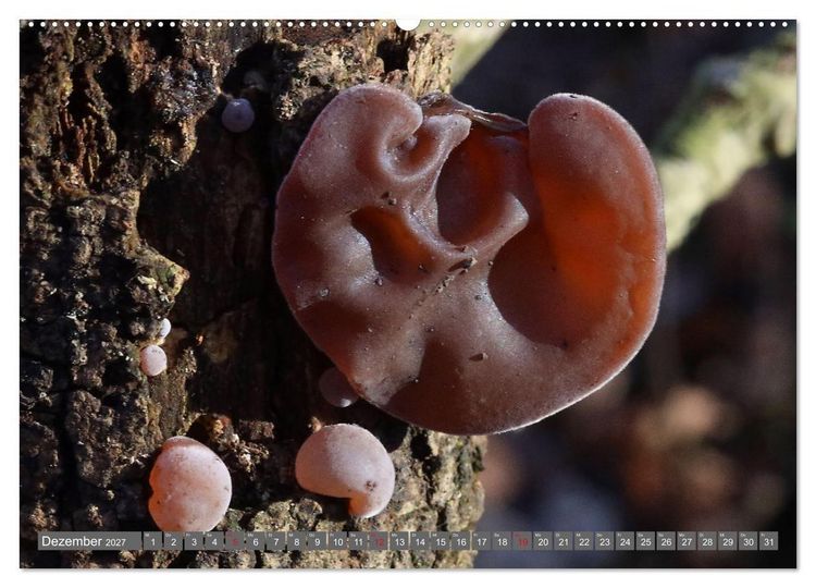 Produktbild: PILZE IM WALD (Wandkalender 2027 DIN A2 quer), CALVENDO Monatskalender