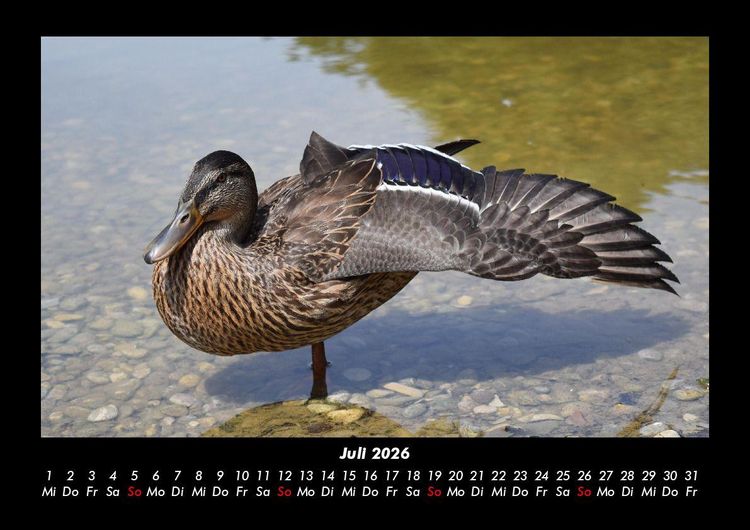 Produktbild: Enten 2026 Fotokalender DIN A3
