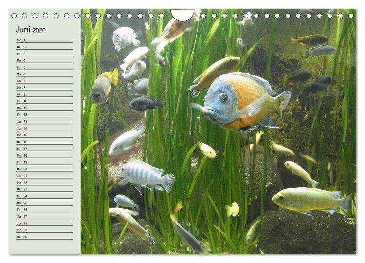 Produktbild: Knallbunte Wasserwelt. Die Welt der Fische (Wandkalender 2026 DIN A4 quer), CALVENDO Monatskalender
