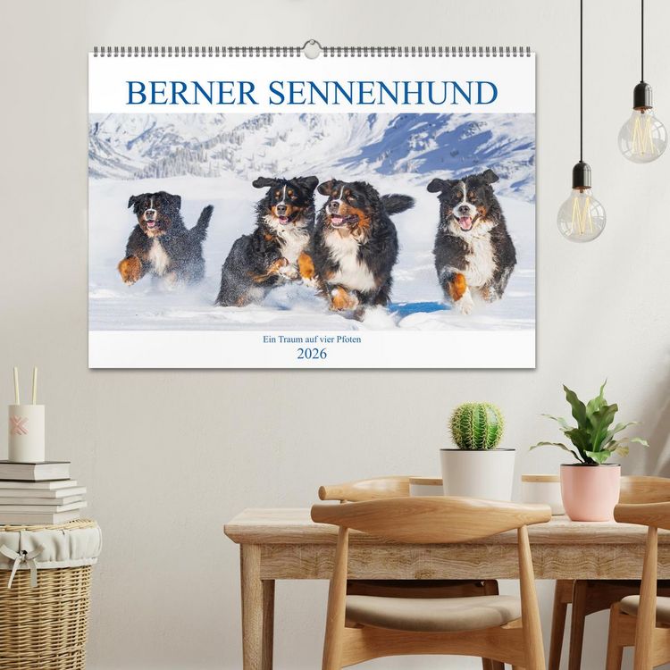 Produktbild: Berner Sennenhund - Ein Traum auf vier Pfoten (Wandkalender 2026 DIN A2 quer), CALVENDO Monatskalender