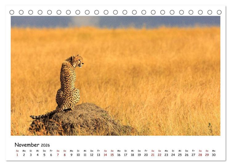 Produktbild: Tierparadies Kenia (Tischkalender 2026 DIN A5 quer), CALVENDO Monatskalender