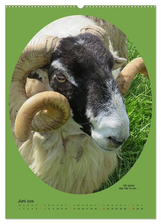 Produktbild: Scharfe Portraits (hochwertiger Premium Wandkalender 2026 DIN A2 hoch), Kunstdruck in Hochglanz