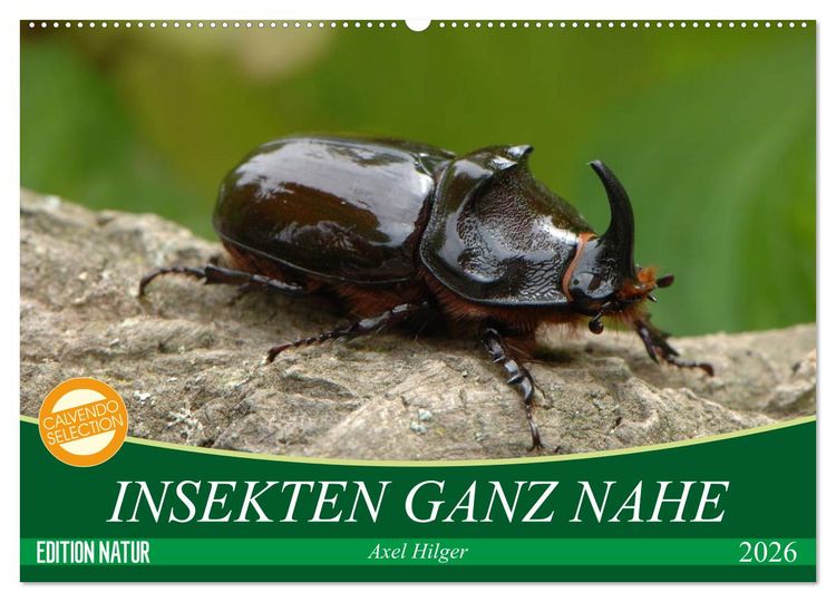 Produktbild: INSEKTEN GANZ NAHE (Wandkalender 2026 DIN A2 quer), CALVENDO Monatskalender