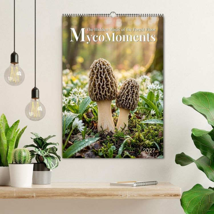 Produktbild: MycoMoments (Wall Calendar 2027 DIN A2 portrait), CALVENDO 12 Month Wall Calendar