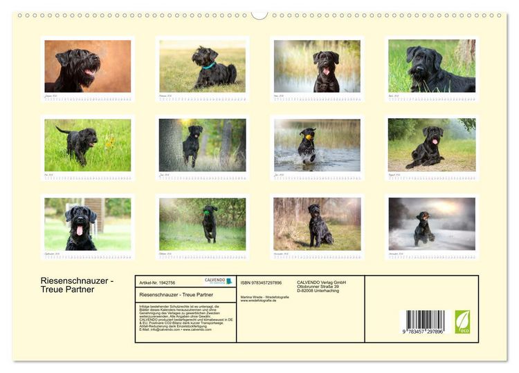 Produktbild: Riesenschnauzer - Treue Partner (hochwertiger Premium Wandkalender 2026 DIN A2 quer), Kunstdruck in Hochglanz