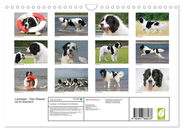 Produktbild: Landseer - Das Wasser ist ihr Element (Wandkalender 2026 DIN A4 quer), CALVENDO Monatskalender