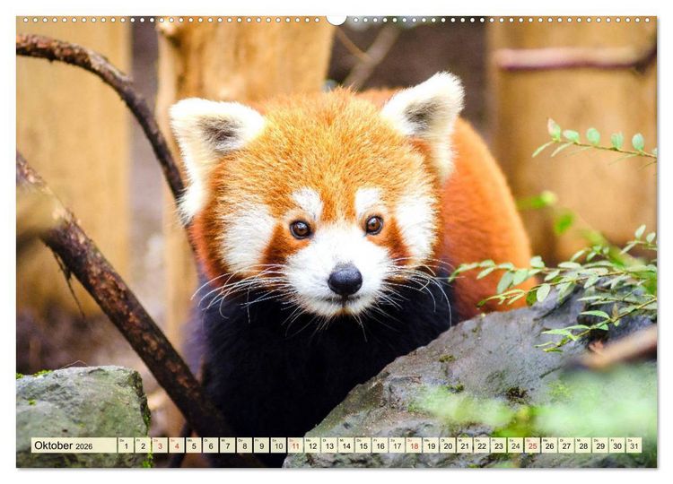Produktbild: Roter Panda. Die superknuddeligen Katzenb&auml;ren (hochwertiger Premium Wandkalender 2026 DIN A2 quer), Kunstdruck in Hochglanz