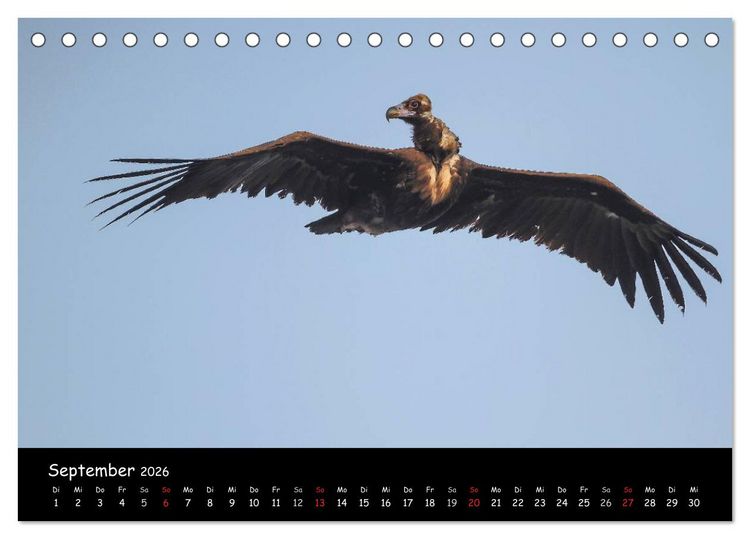 Produktbild: Unter Geiern auf Mallorca: Ein Projekt der Naturschutzstiftung Vida Silvestre Mediterr&aacute;nea (Tischkalender 2026 DIN A5 quer), CALVENDO Monatskalender