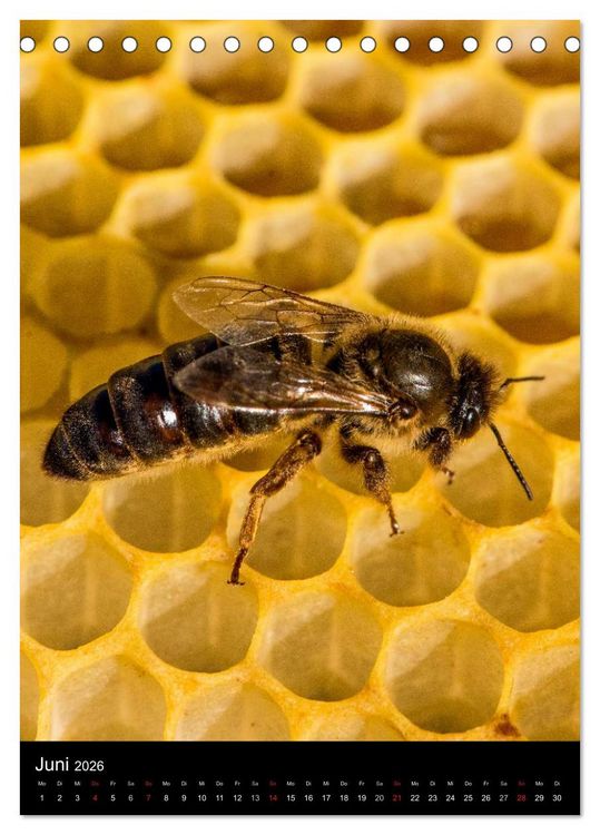 Produktbild: Bienen (Tischkalender 2026 DIN A5 hoch), CALVENDO Monatskalender
