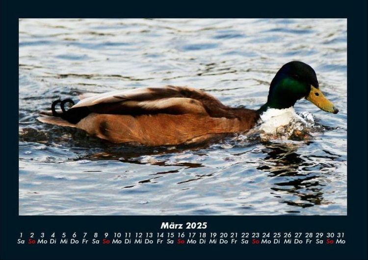 Produktbild: Enten 2025 Fotokalender DIN A4