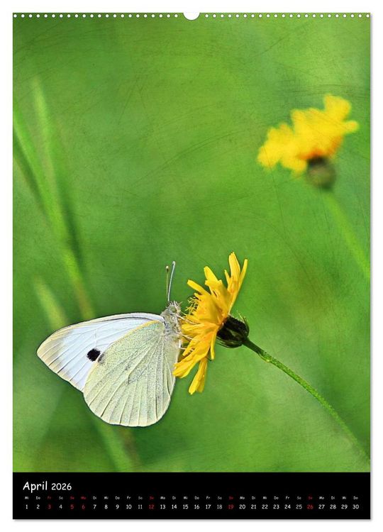 Produktbild: NATUR PUR Bl&uuml;tentr&auml;ume (Wandkalender 2026 DIN A2 hoch), CALVENDO Monatskalender