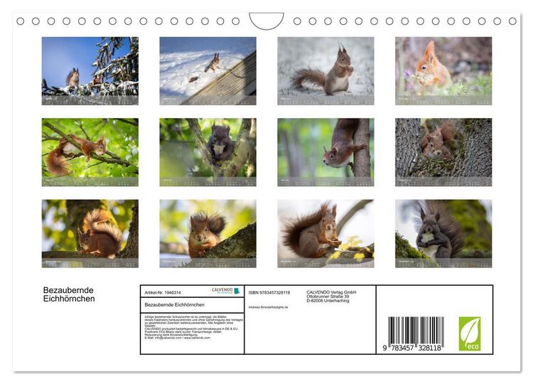Produktbild: Bezaubernde Eichh&ouml;rnchen (Wandkalender 2026 DIN A4 quer), CALVENDO Monatskalender