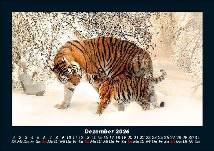 Produktbild: Tiger 2026 Fotokalender DIN A5