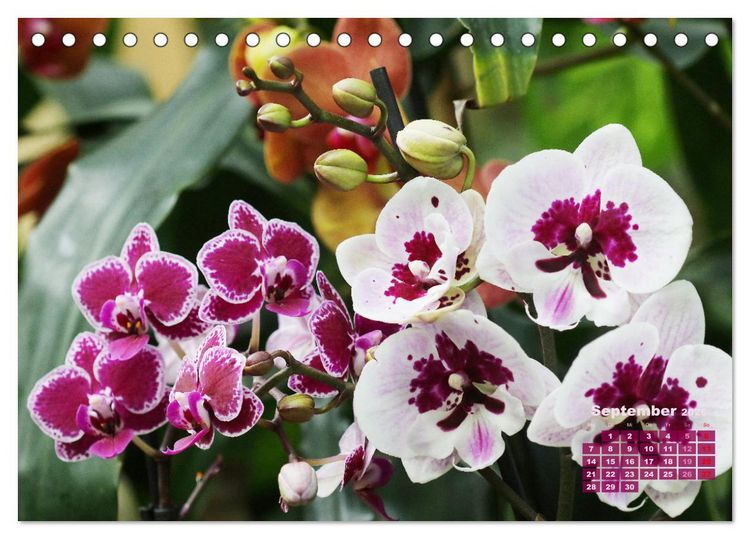 Produktbild: Sch&ouml;nste Orchideen (Tischkalender 2026 DIN A5 quer), CALVENDO Monatskalender