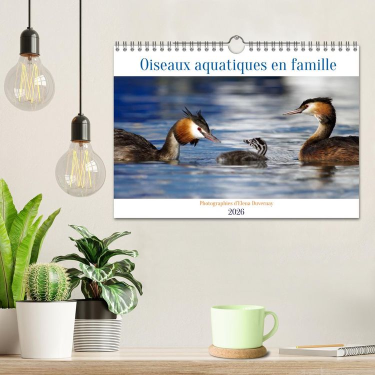 Produktbild: Oiseaux aquatiques en famille (Calendrier mural 2026 DIN A4 vertical), CALVENDO calendrier mensuel