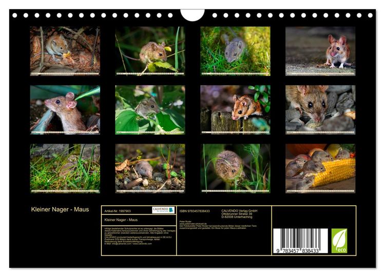 Produktbild: Kleiner Nager - Maus (Wandkalender 2026 DIN A4 quer), CALVENDO Monatskalender
