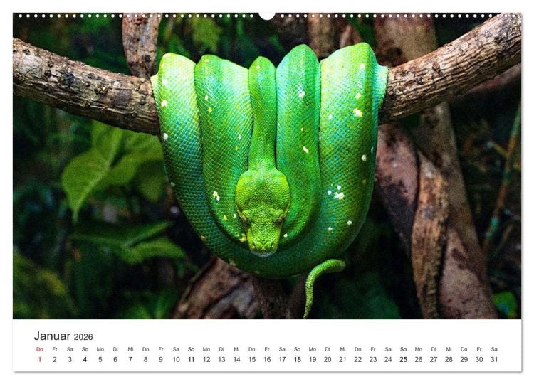 Produktbild: Reptilien - Tierische Farbenpracht (hochwertiger Premium Wandkalender 2026 DIN A2 quer), Kunstdruck in Hochglanz